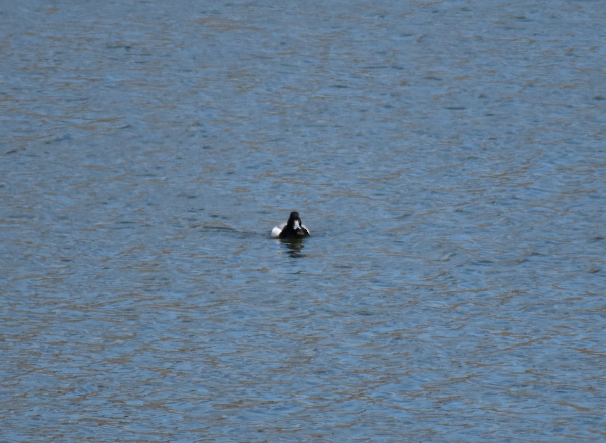 Greater Scaup - ML222430691