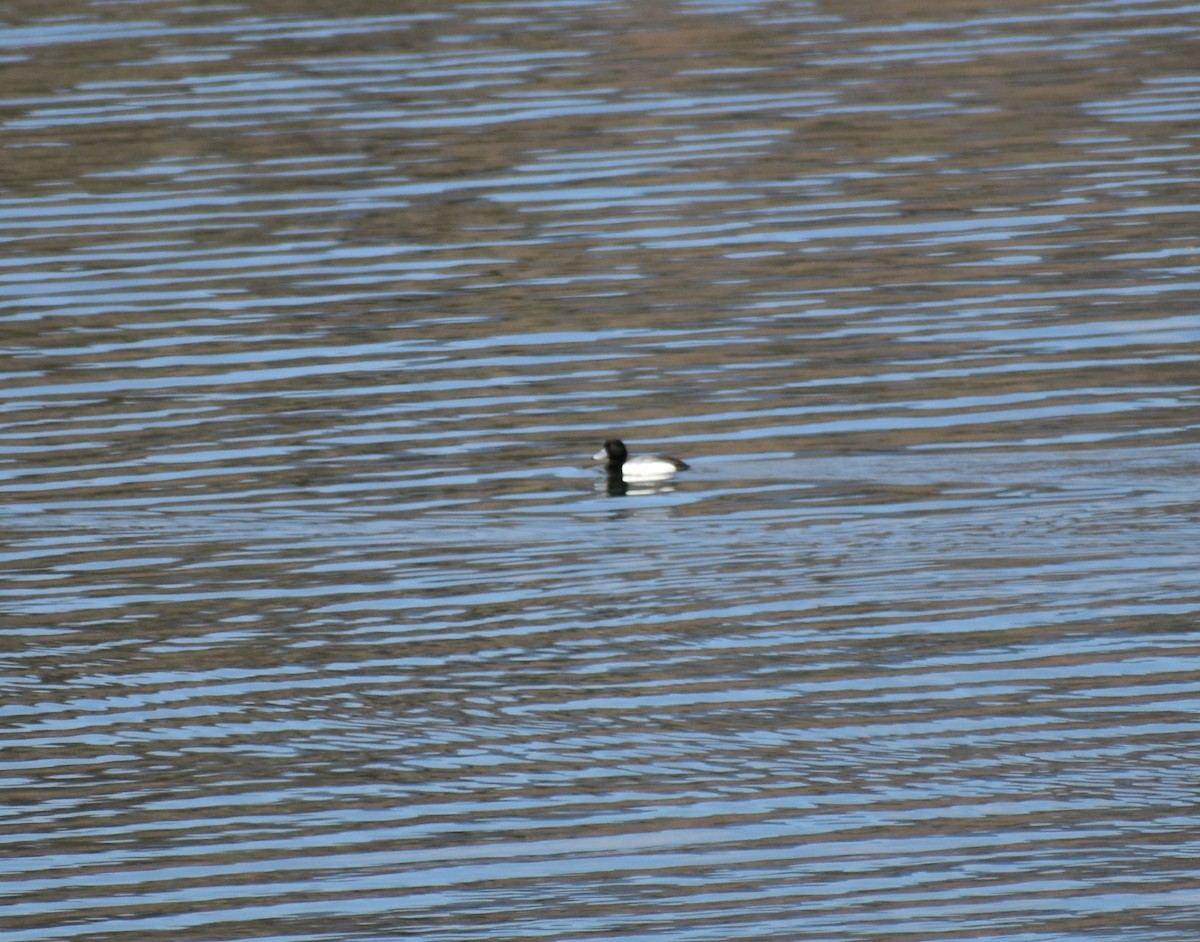 Greater Scaup - ML222430851