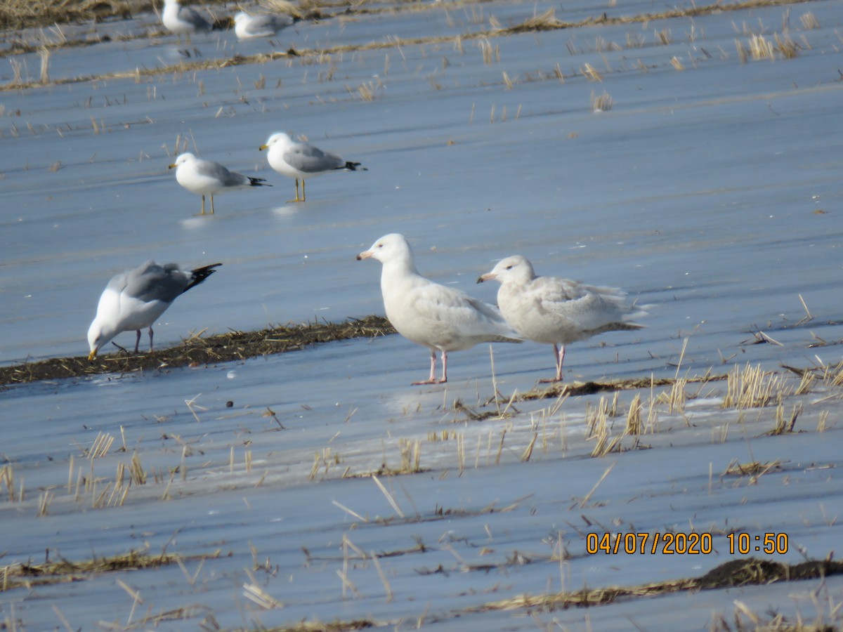 Glaucous Gull - ML222430971