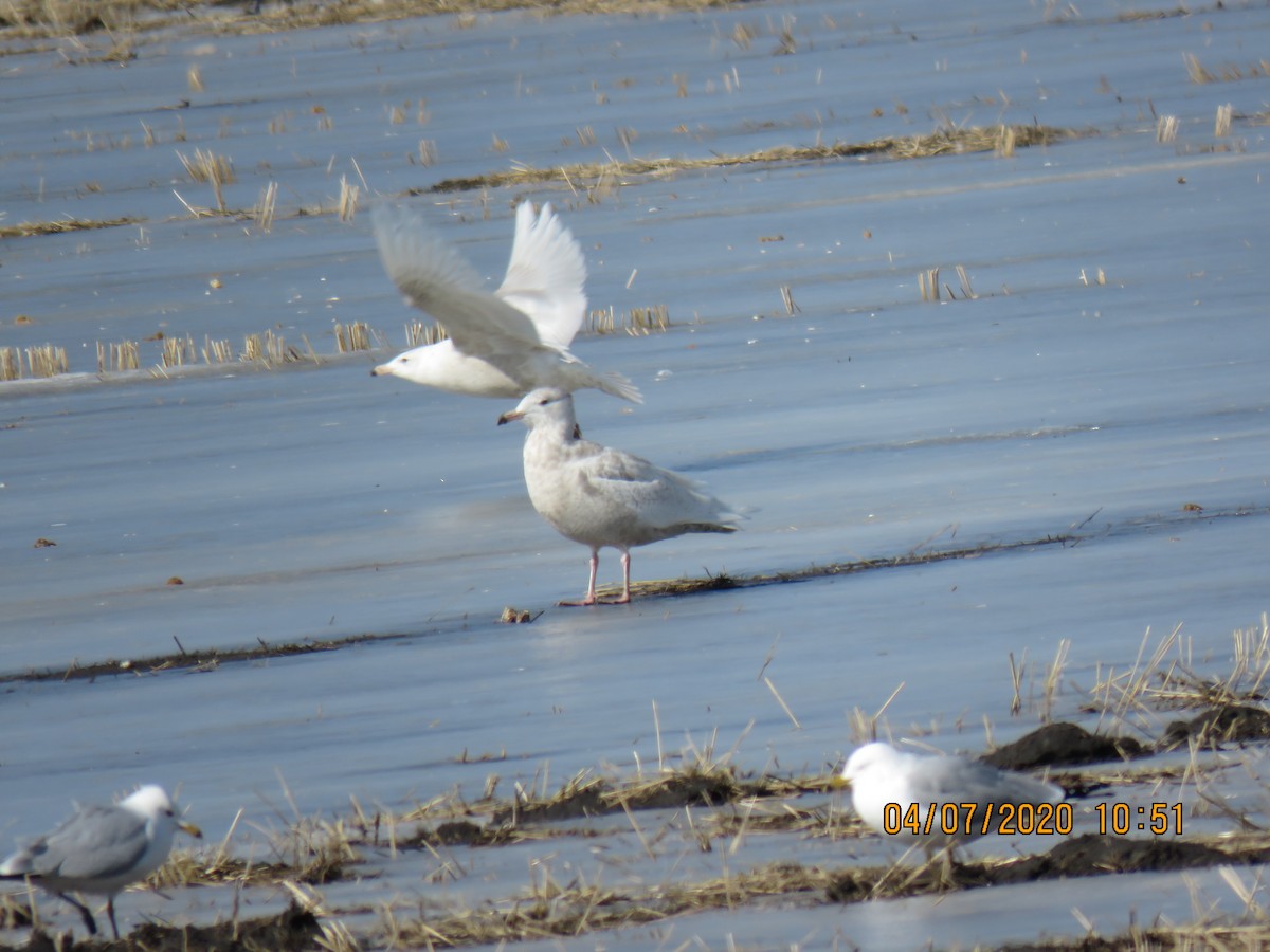 Glaucous Gull - ML222431161