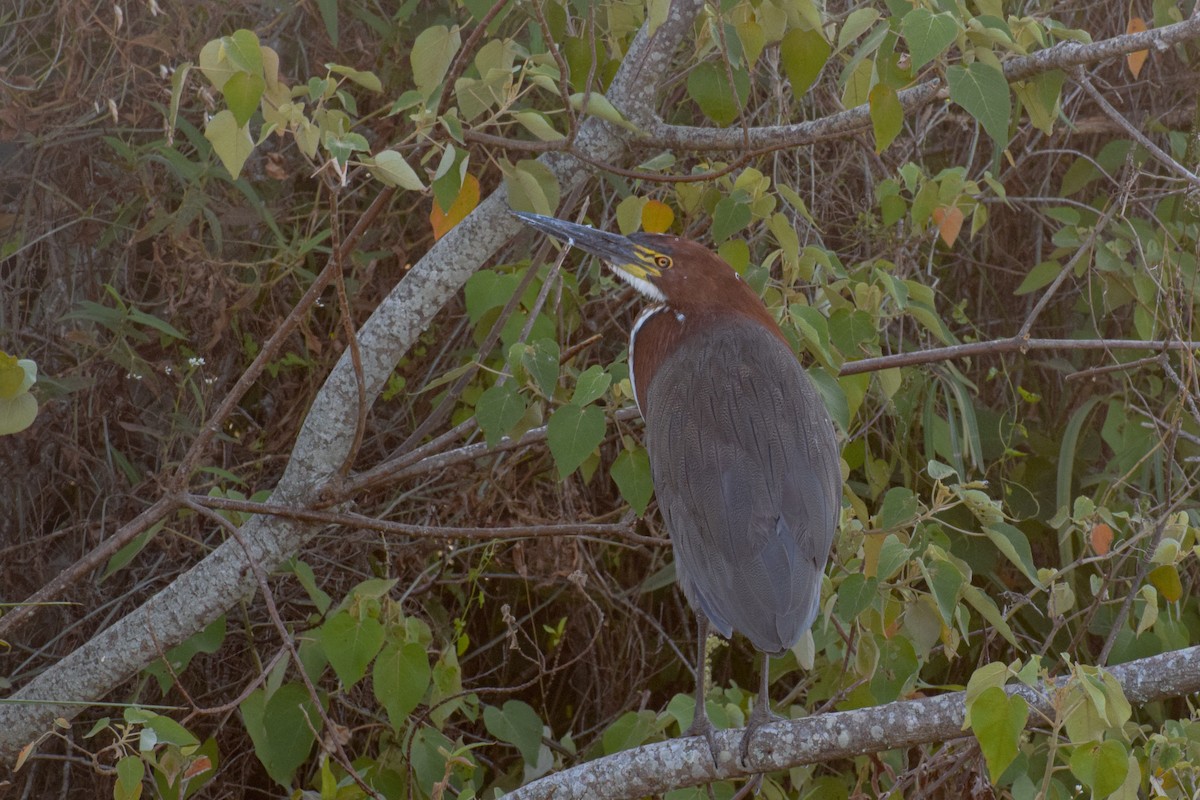 Rufescent Tiger-Heron - Joel Martinez