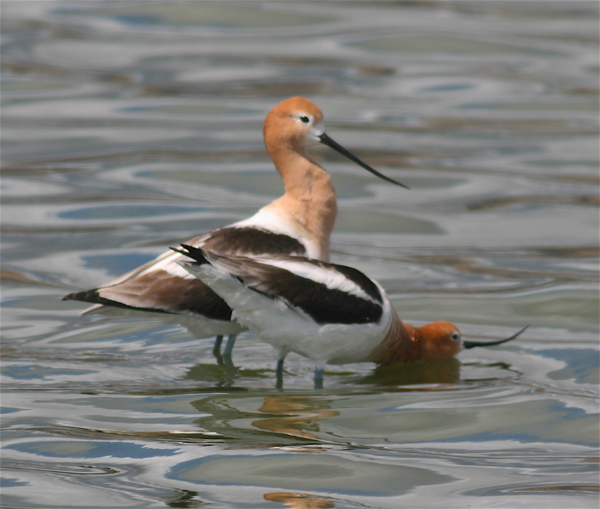 Чоботар американський - ML222432441