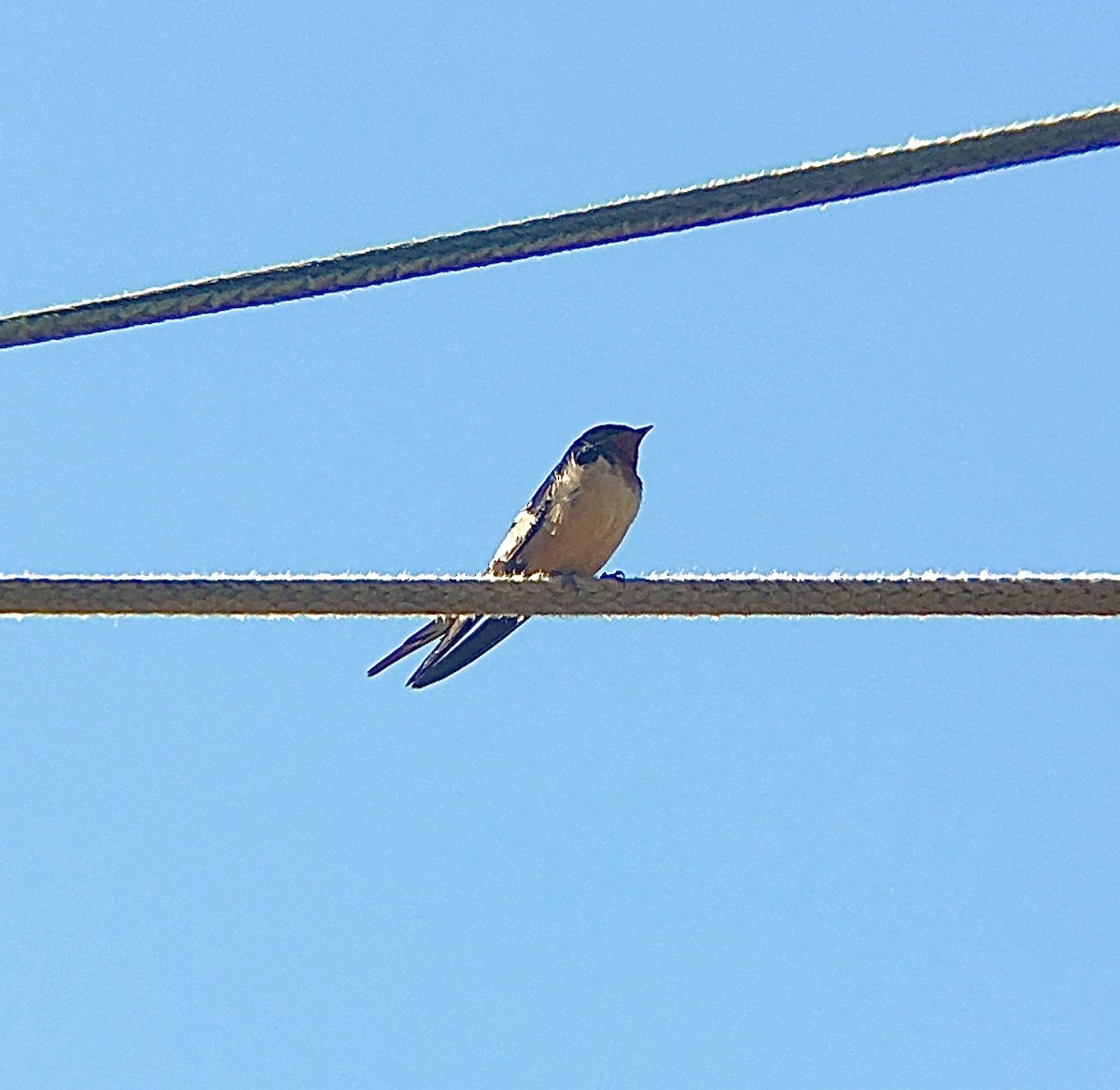 Barn Swallow - ML222433841