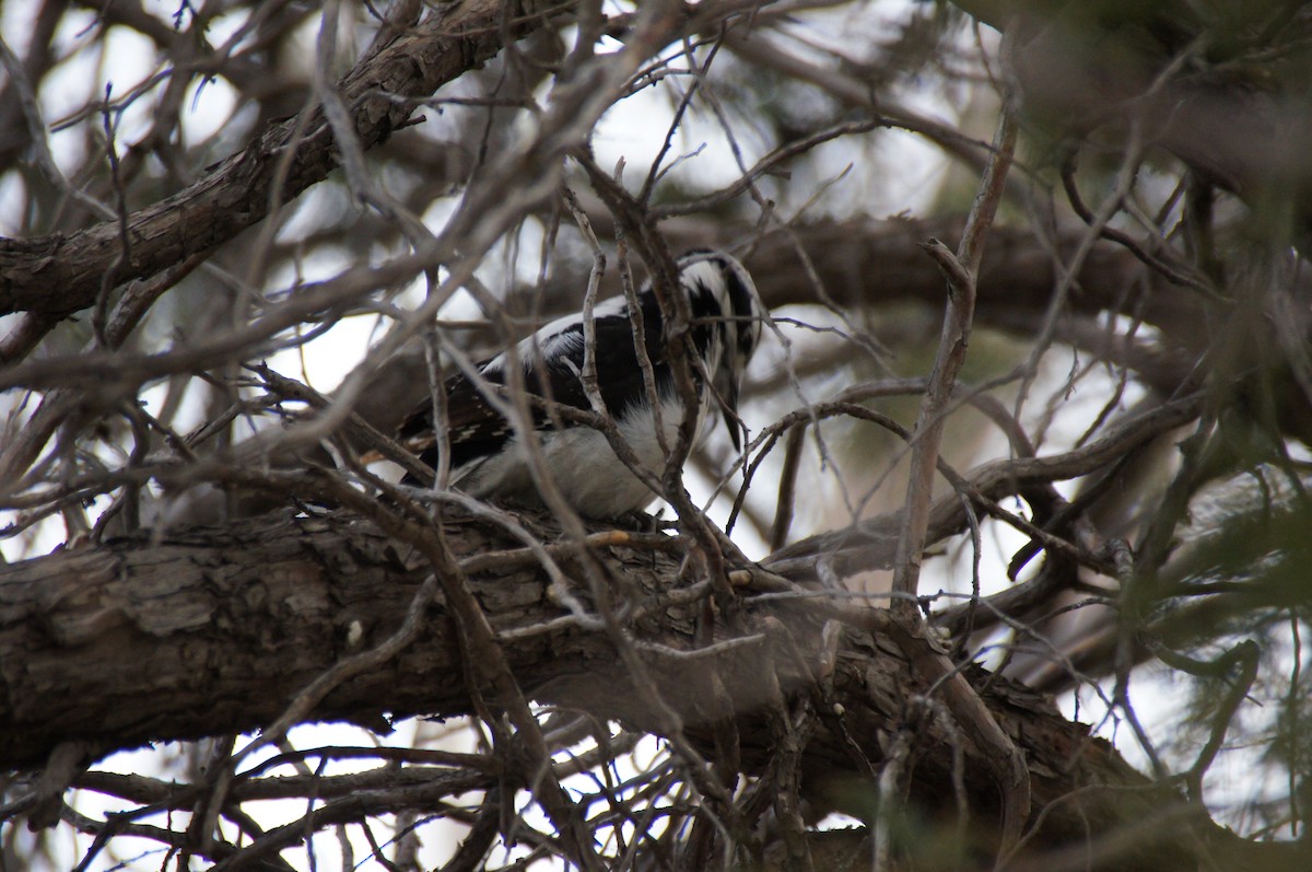 Hairy Woodpecker - ML22243441