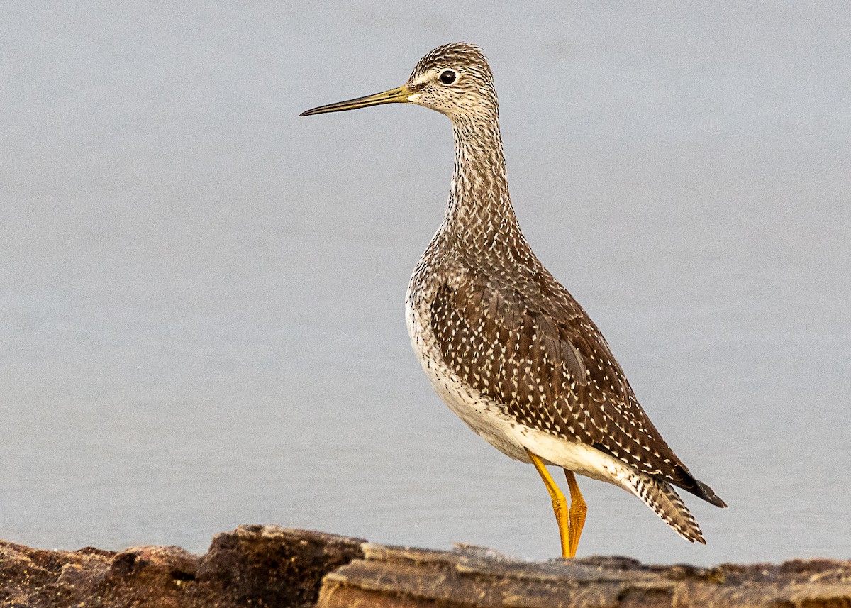 Greater Yellowlegs - ML222437651