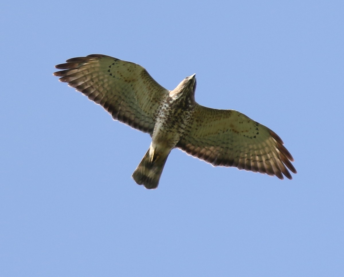 Broad-winged Hawk - joan garvey