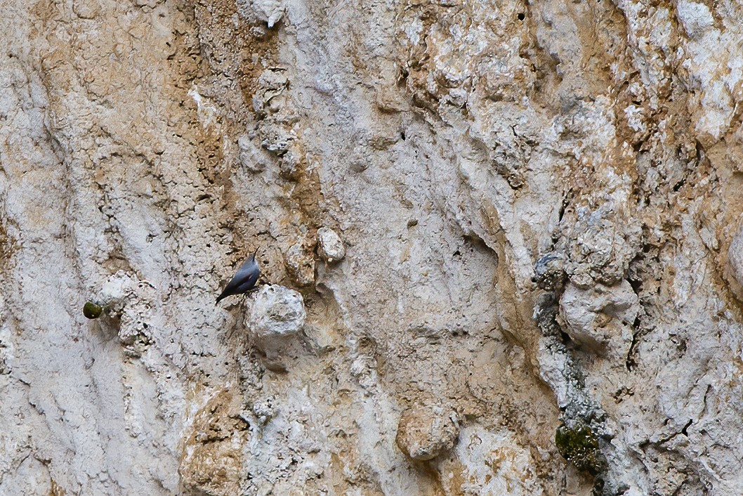 Wallcreeper - ML222440091