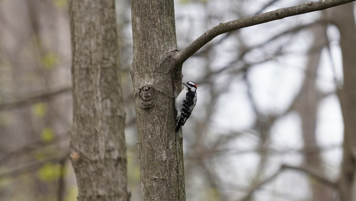 Downy Woodpecker - ML222440231