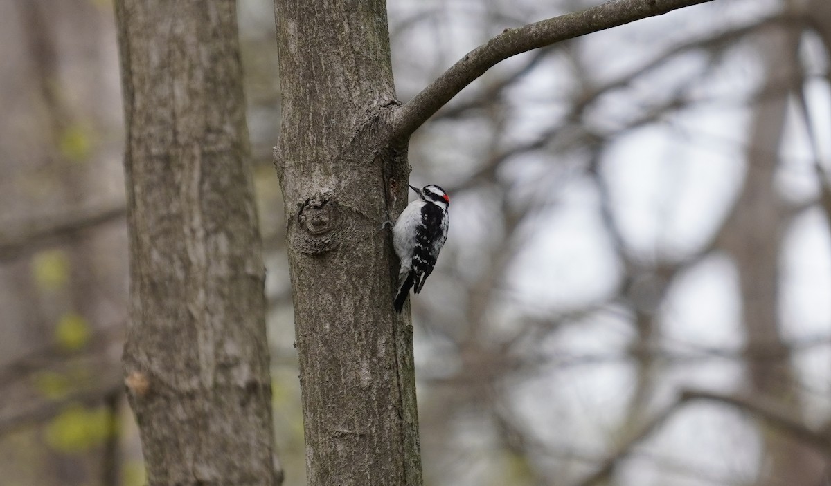 Downy Woodpecker - ML222440251