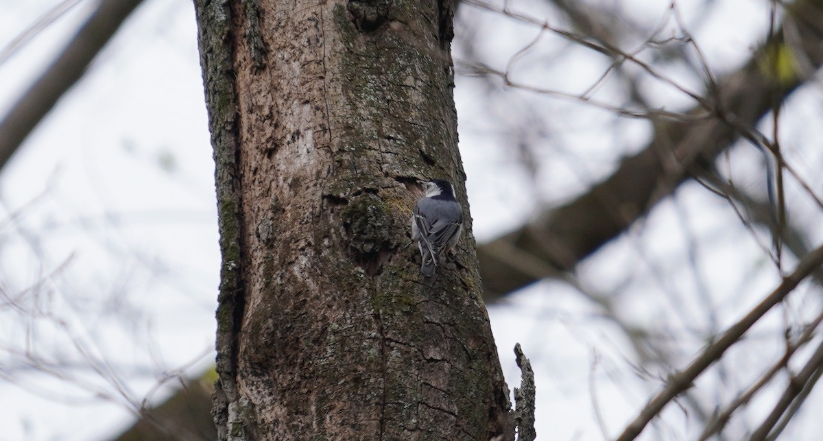 White-breasted Nuthatch - ML222440381