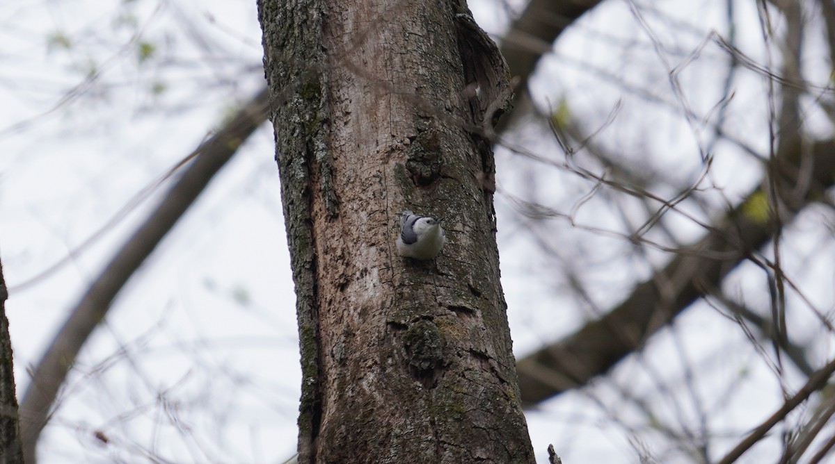 White-breasted Nuthatch - ML222440391
