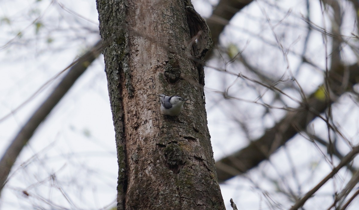 White-breasted Nuthatch - ML222440401