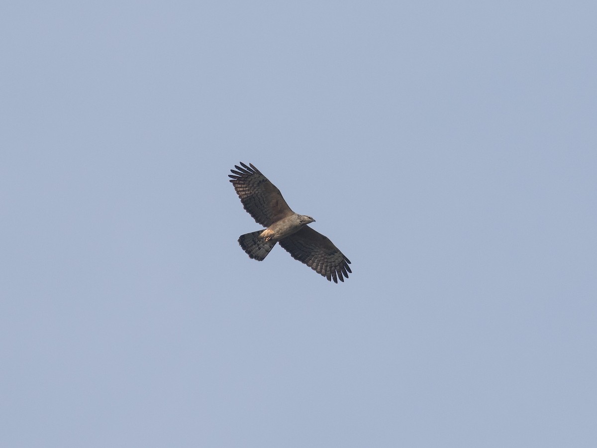 Mountain Hawk-Eagle - matthew sabatine