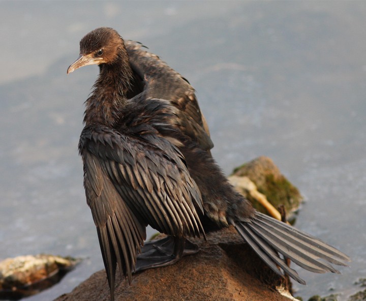 Little Cormorant - Jayan Thomas