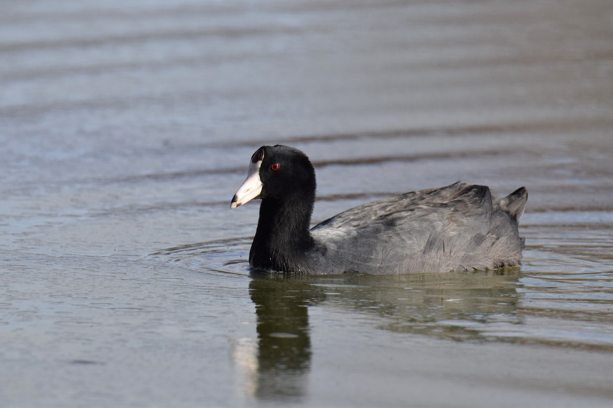 American Coot - Ben  Sonnenberg