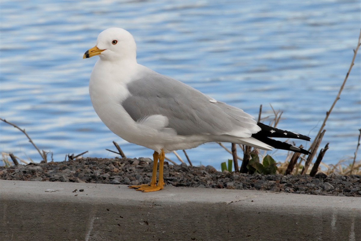 Ring-billed Gull - Tim Shelmerdine