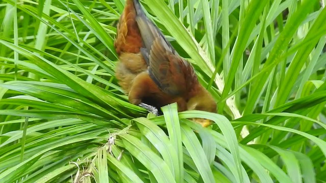 Russet-backed Oropendola - ML222442351