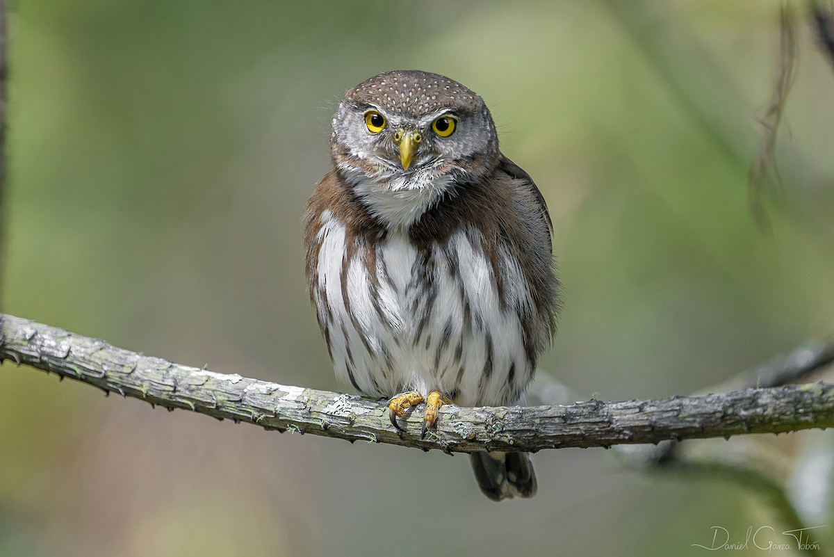 Tamaulipas Pygmy-Owl - Daniel Garza Tobón