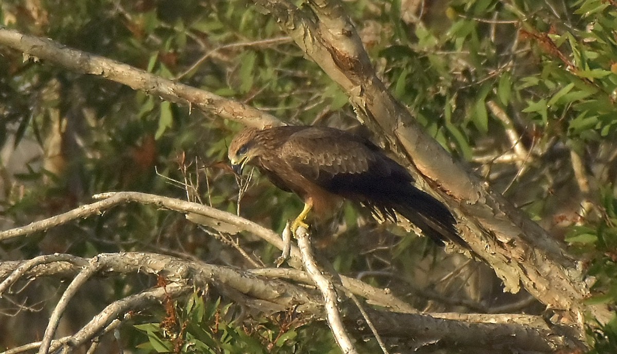 黑鳶 - ML222442951