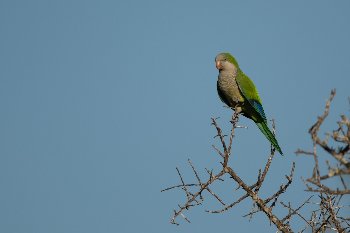 Monk Parakeet - ML222443561