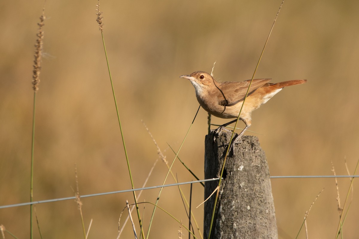 Rufous Hornero - ML222443581