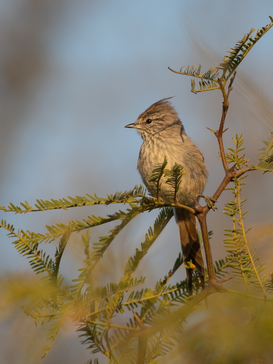 Tufted Tit-Spinetail - ML222443631