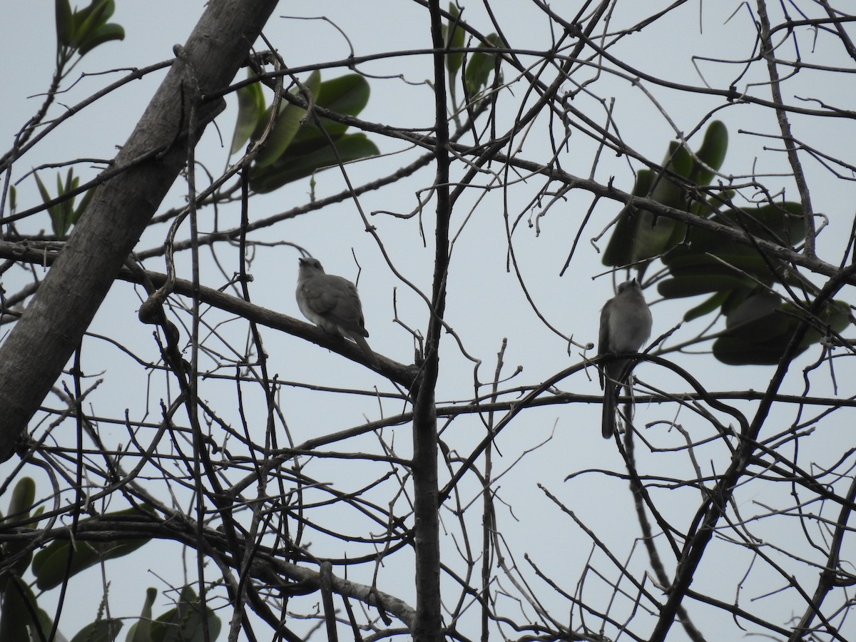 Ash-colored Cuckoo - ML222445751