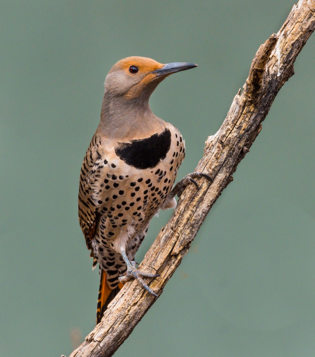 Northern Flicker - ML222447961