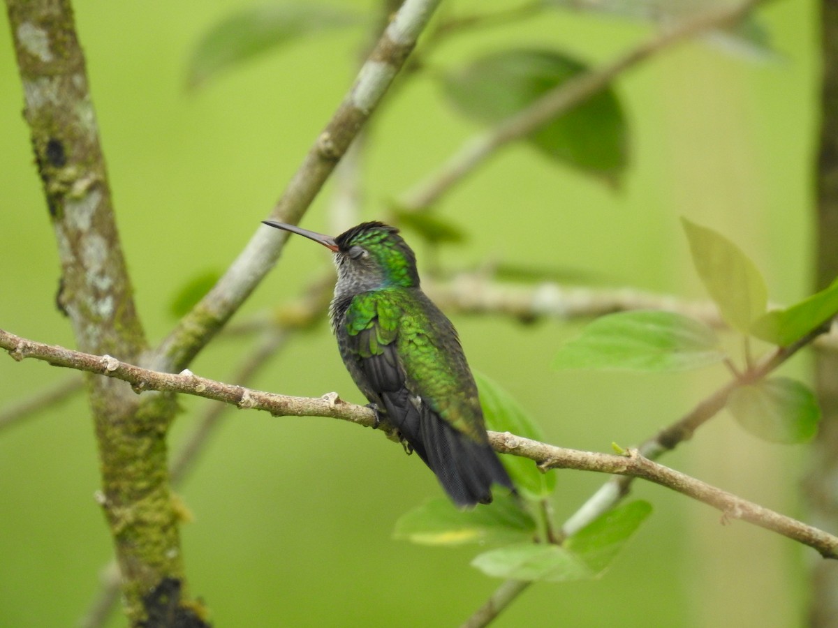 Sapphire-spangled Emerald - Fernando Angulo - CORBIDI