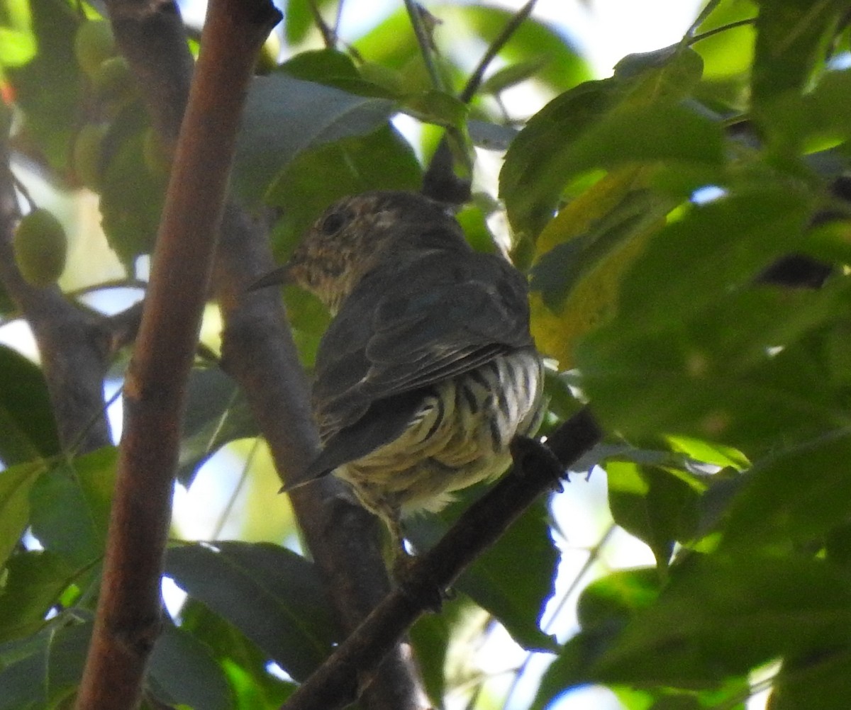 Shining Bronze-Cuckoo - ML222450771