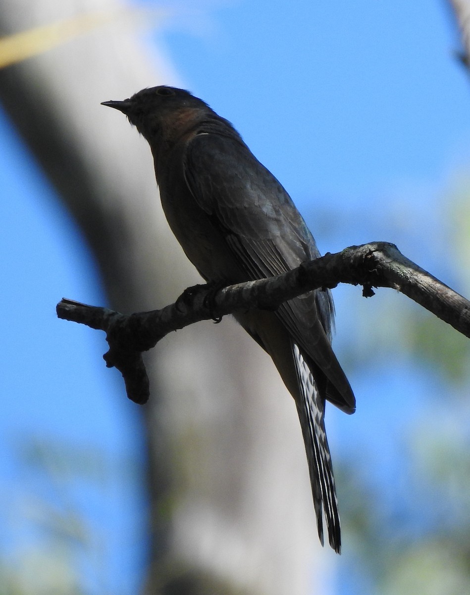 Fan-tailed Cuckoo - ML222450911