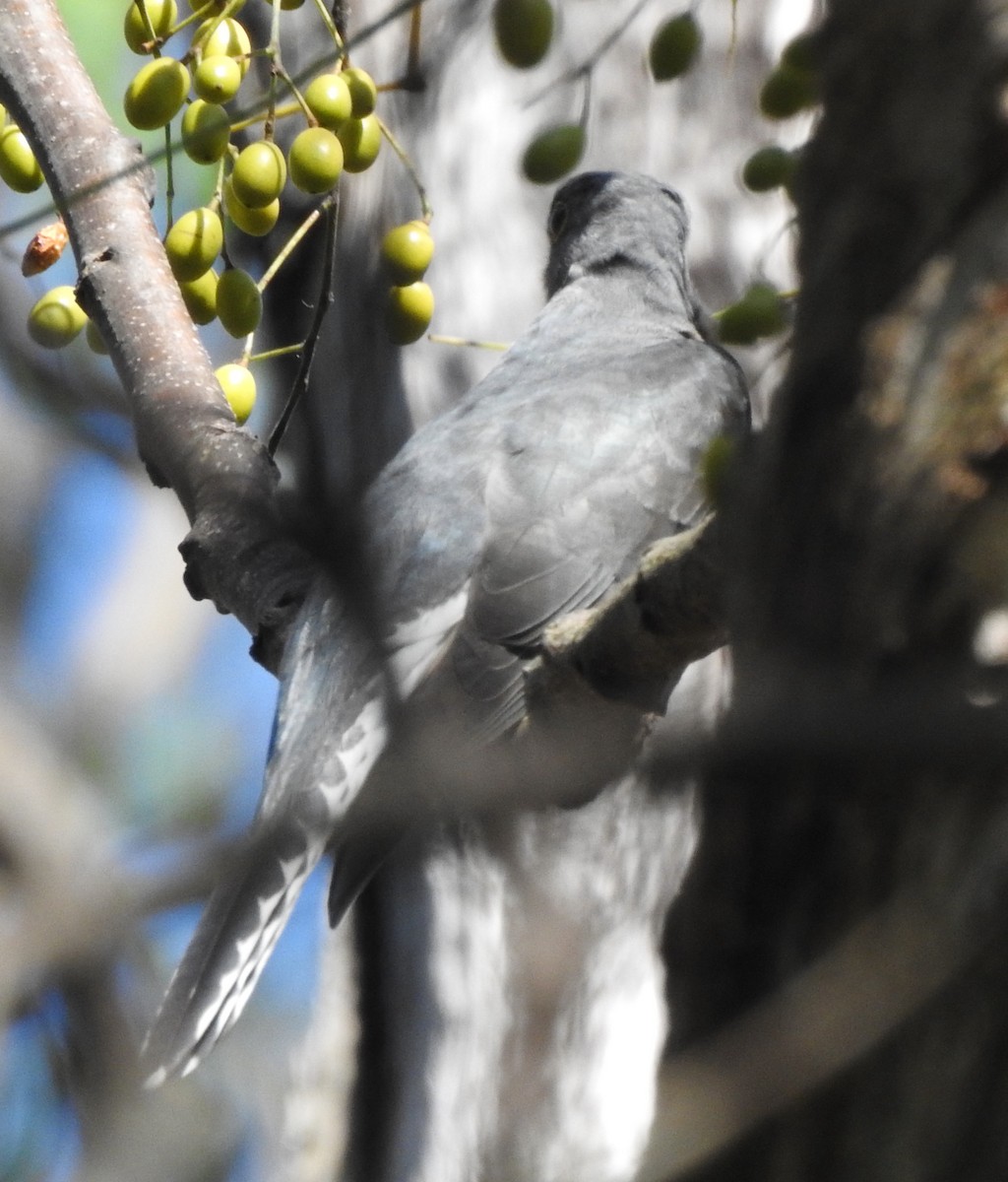 Fan-tailed Cuckoo - ML222450931