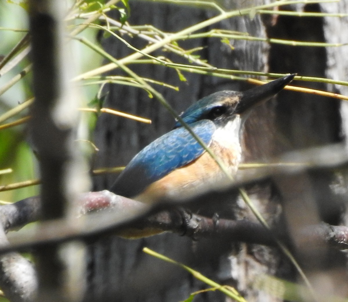 Sacred Kingfisher - ML222450951