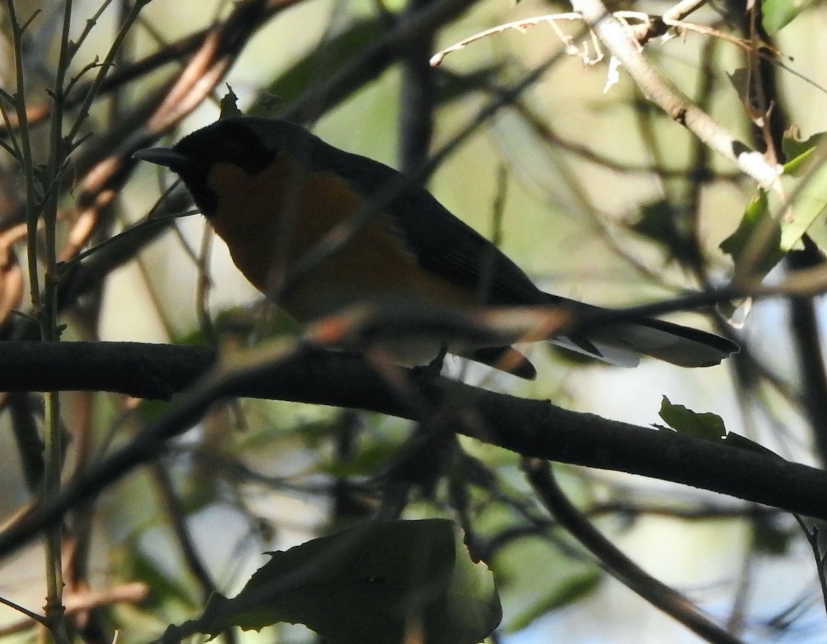 Spectacled Monarch - ML222451191