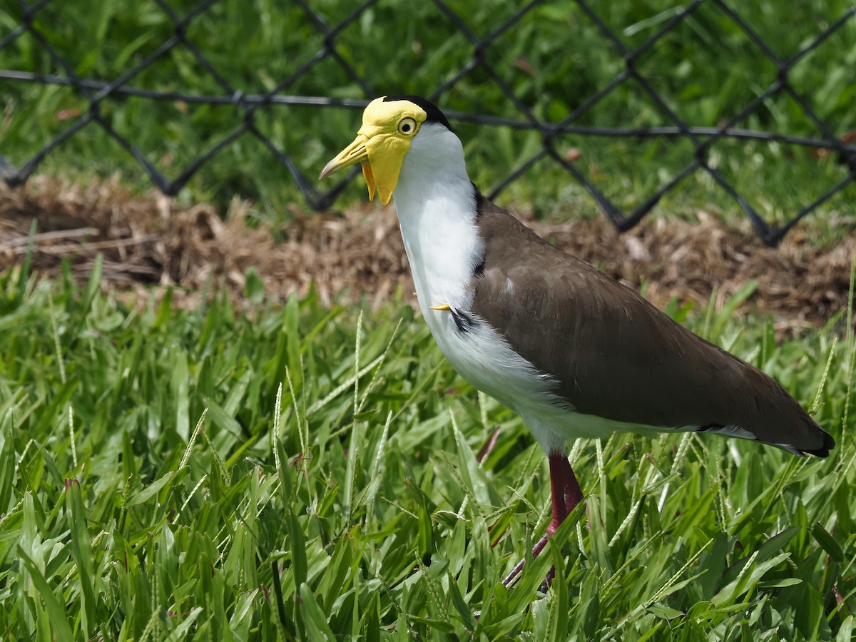 Masked Lapwing - ML222451421