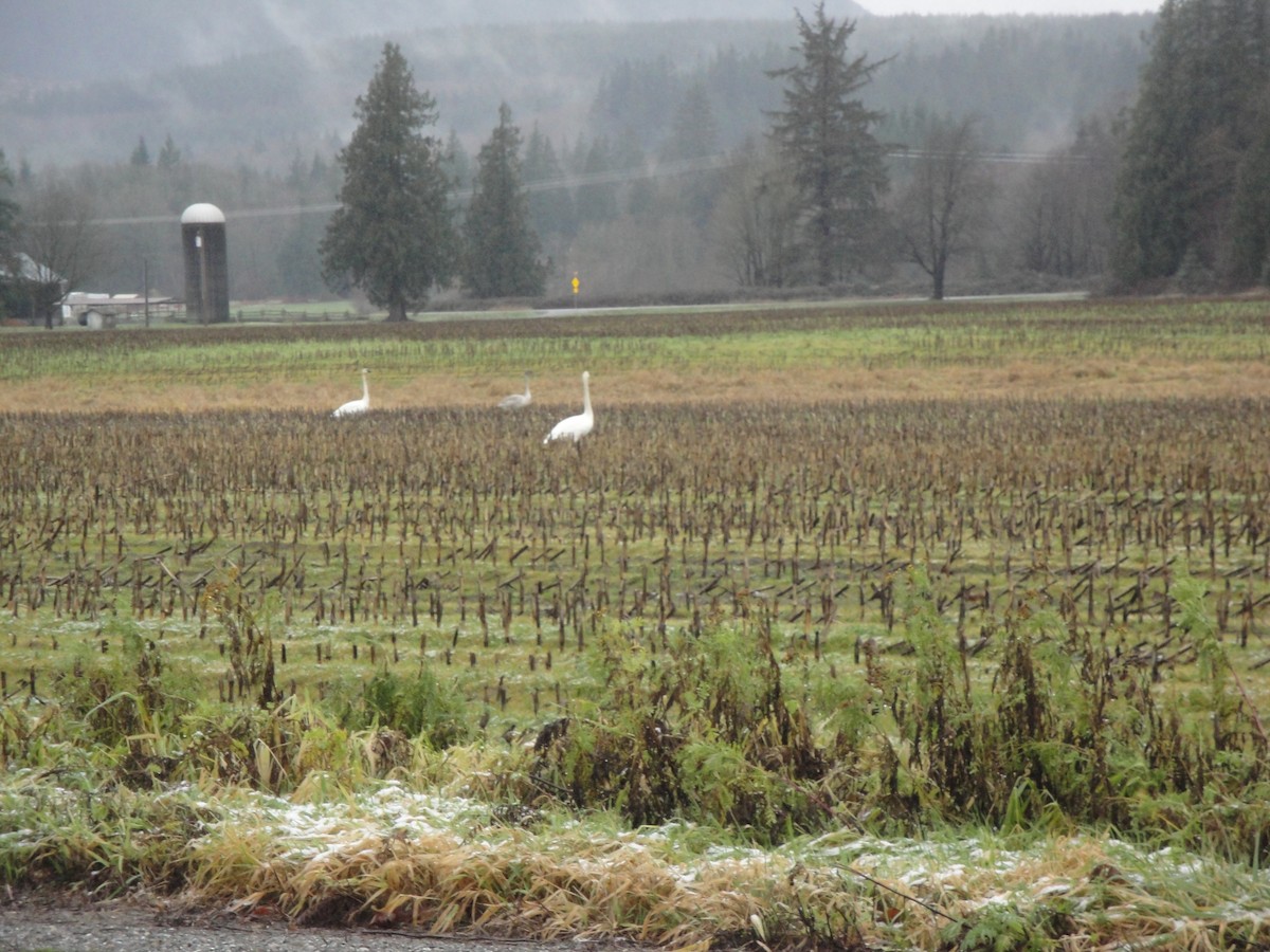 Trumpeter Swan - ML22245151