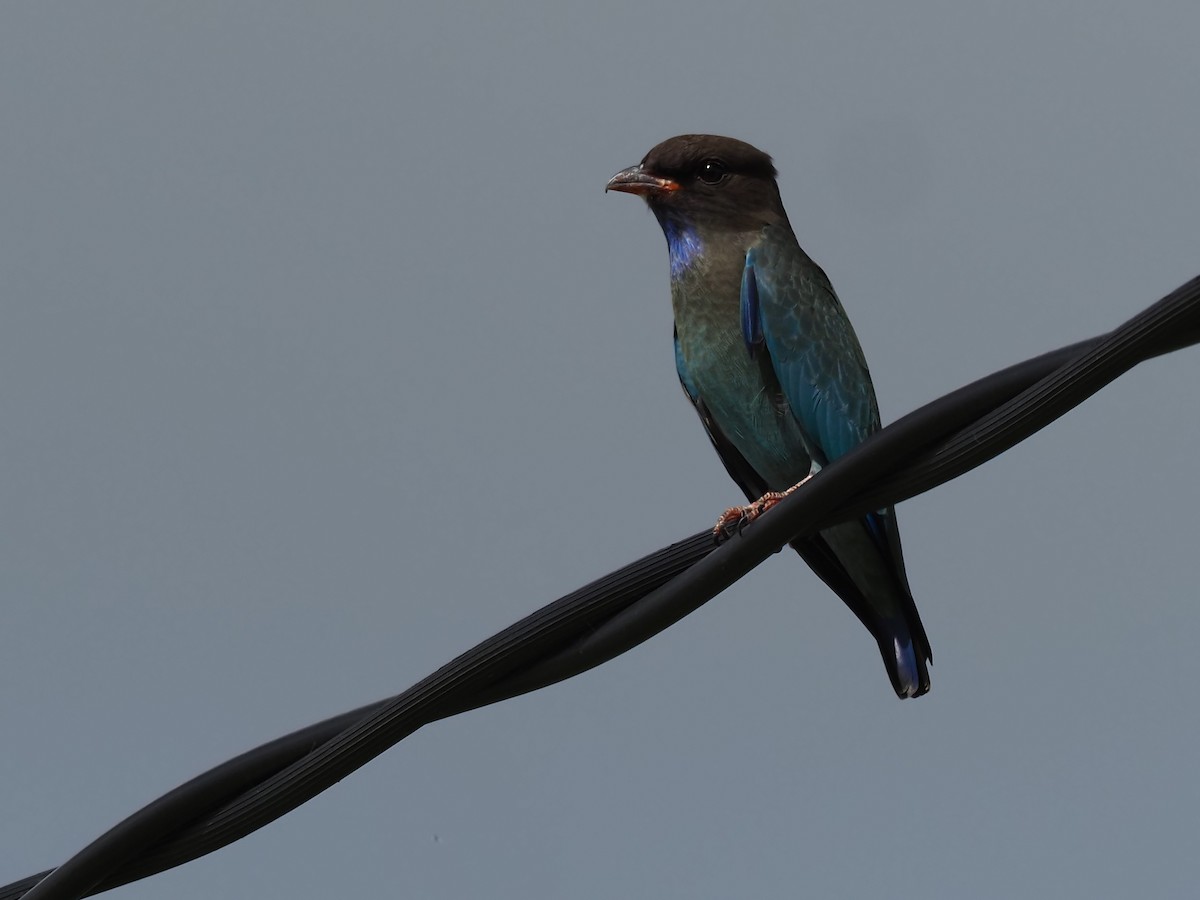 Dollarbird - ML222451651