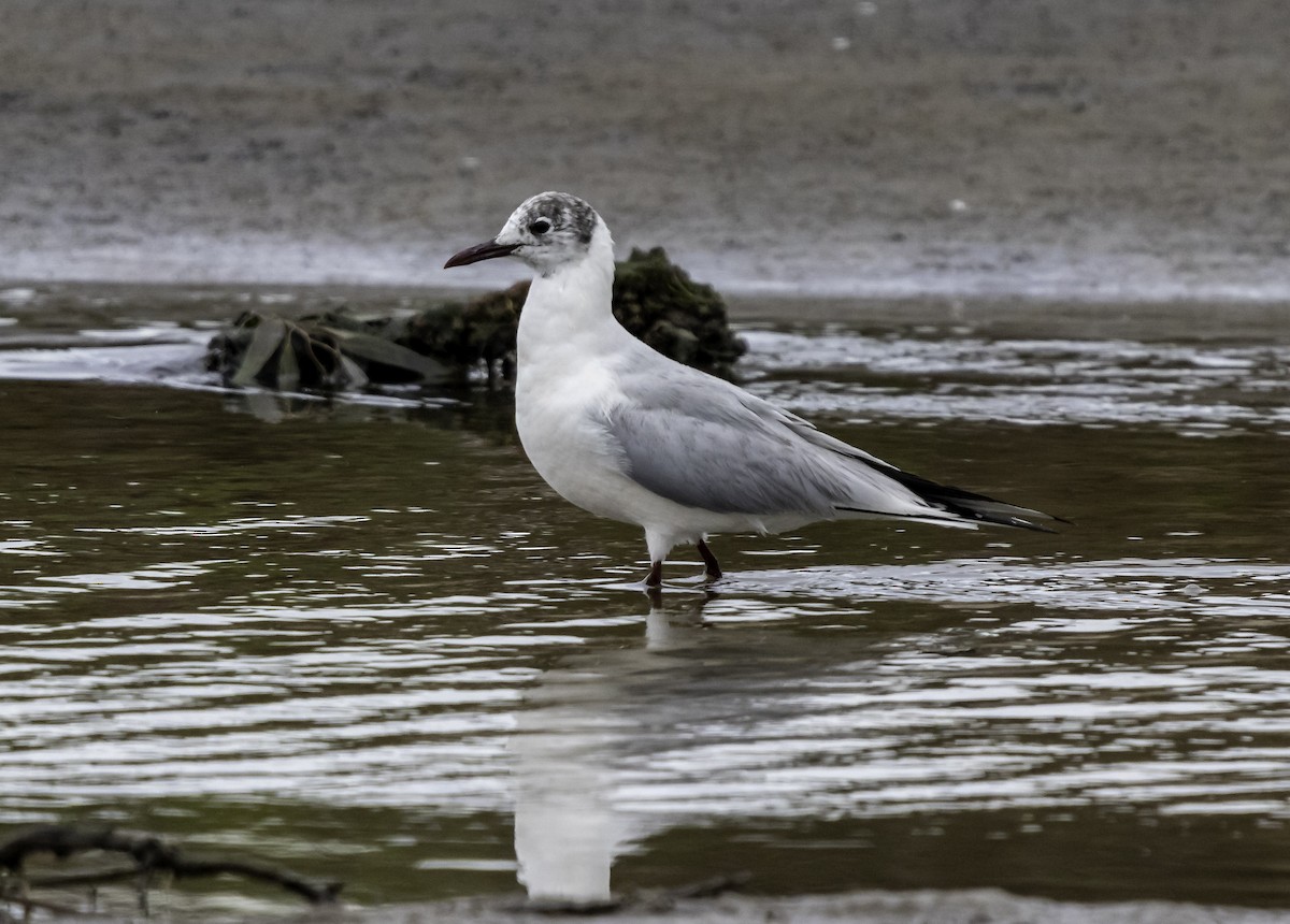 Mouette rieuse - ML222451771