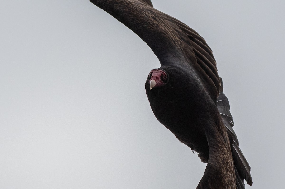 Turkey Vulture - Joachim Bertrands | Ornis Birding Expeditions