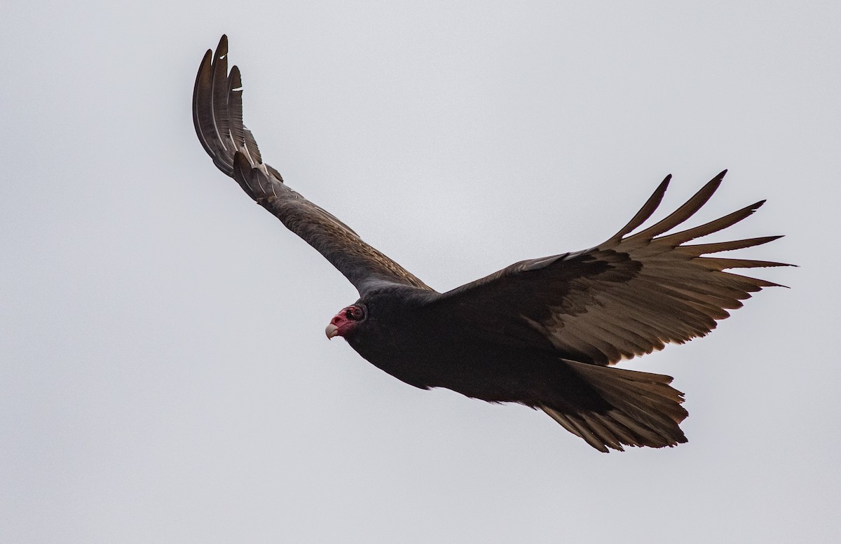 Turkey Vulture - Joachim Bertrands