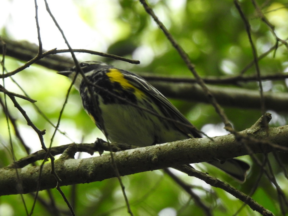 Yellow-rumped Warbler - ML222454081