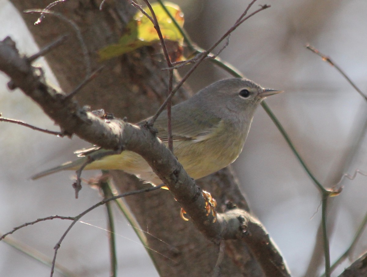 Orange-crowned Warbler - David Brotherton, cc