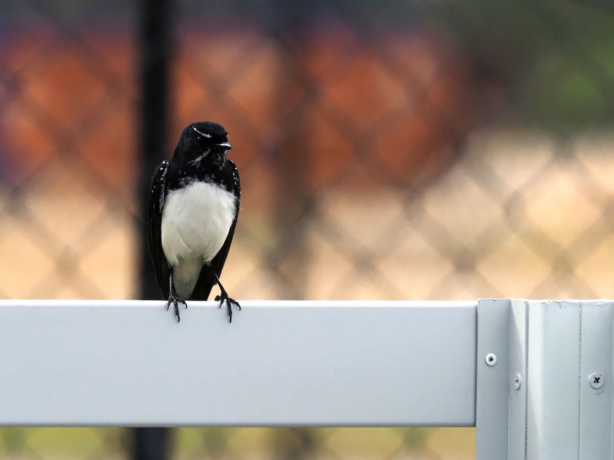 Willie-wagtail - ML222455541