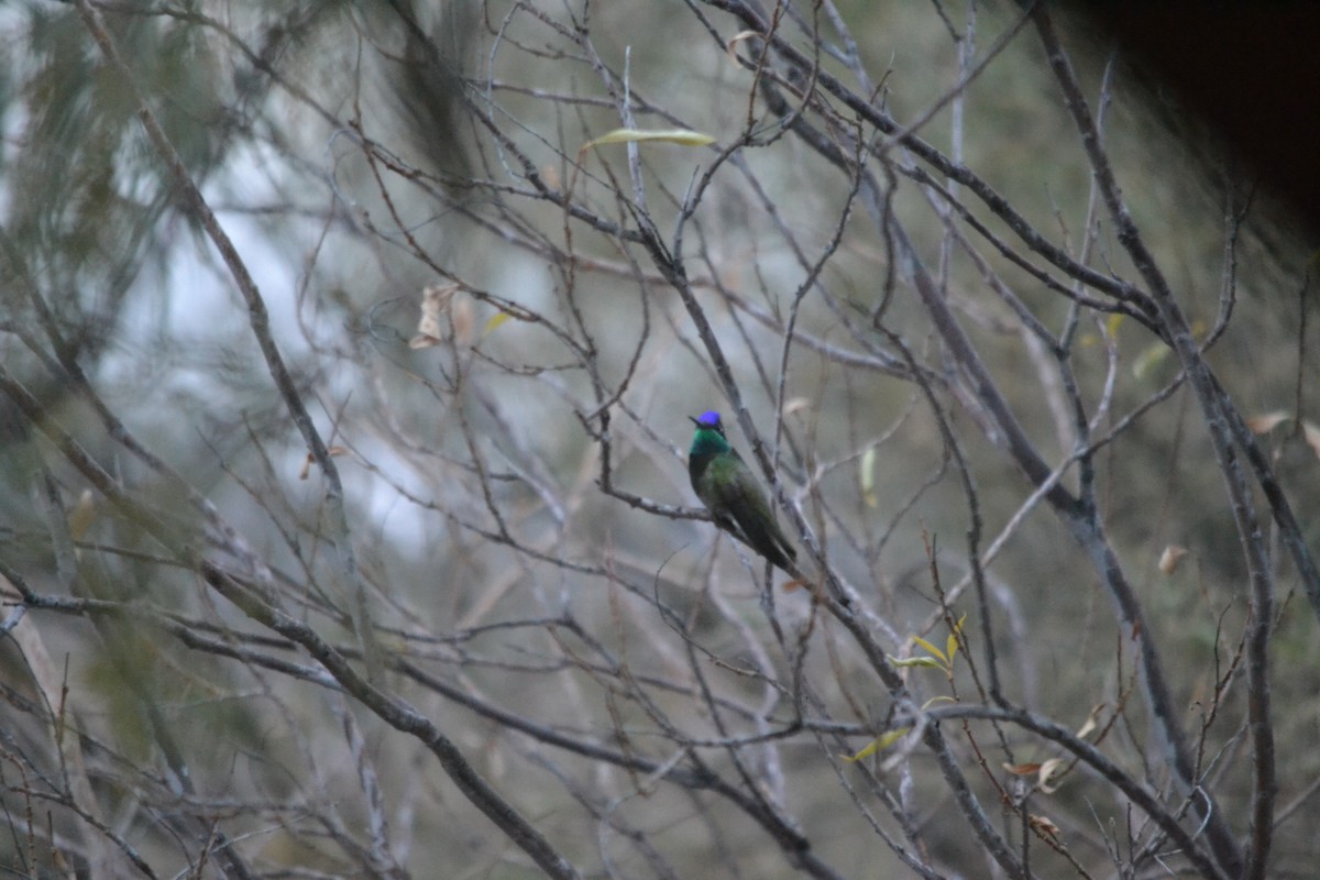 Colibri de Rivoli - ML22245611