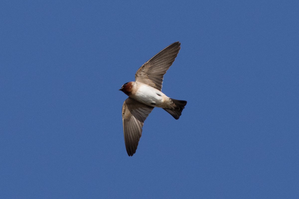 Cliff Swallow - ML222456581