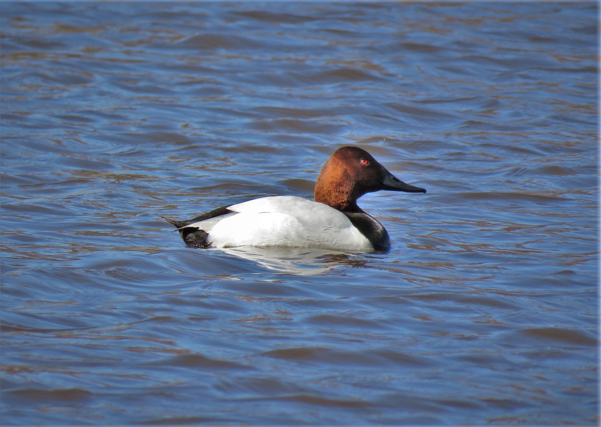 Canvasback - ML222456911