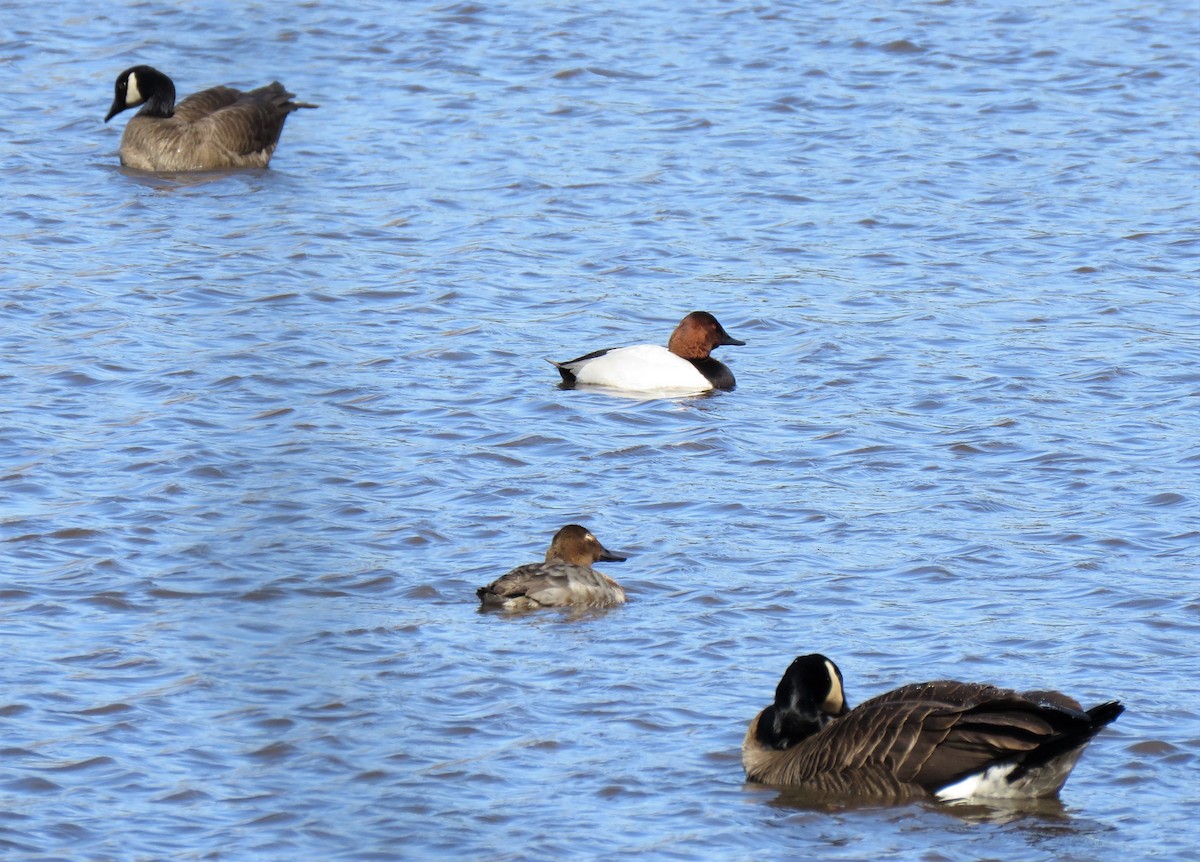 Canvasback - ML222456921