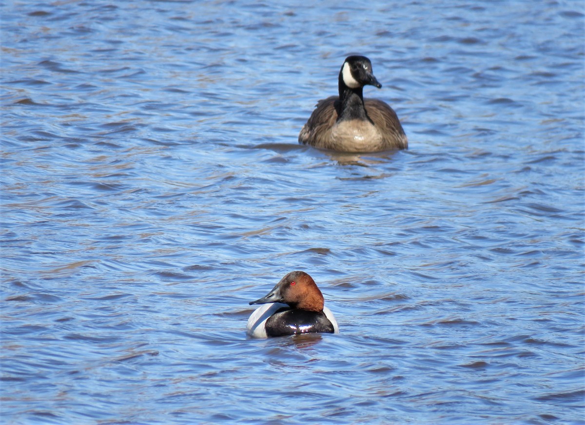 Canvasback - ML222456931