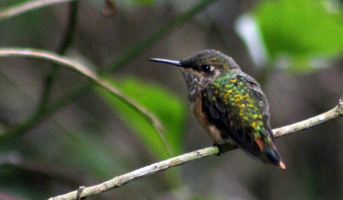 Wine-throated Hummingbird - Mario Trejo