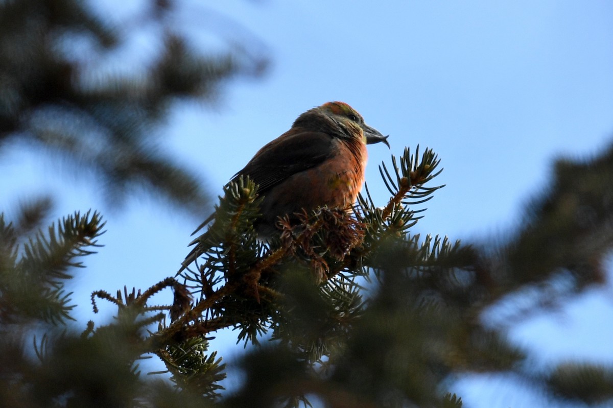 Гацуурын солбин хошуут - ML222458851